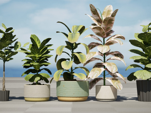 Houseplants 3d low-poly Assets 3D Модель