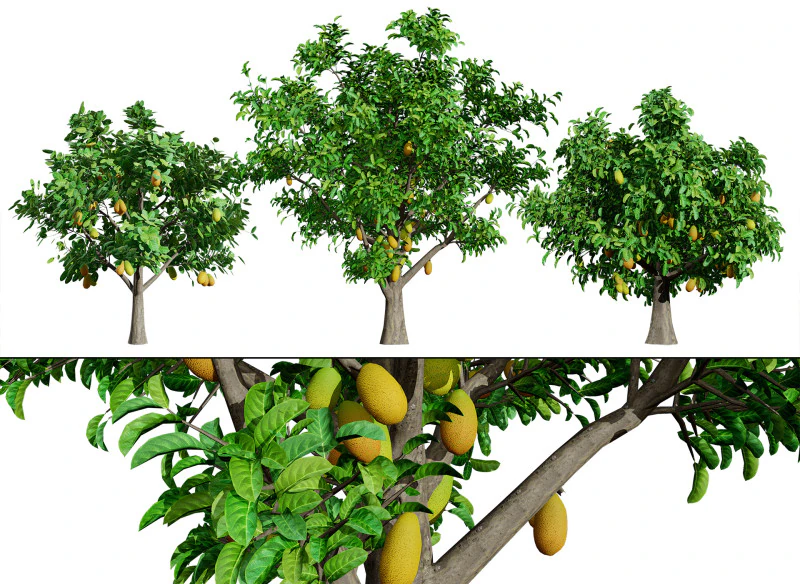 Jackfruit Ağacı 3D Model .c4d .max .obj .3ds .fbx .stl .blend 
