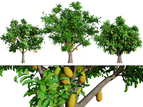 Jackfruit Ağacı 3D Model
