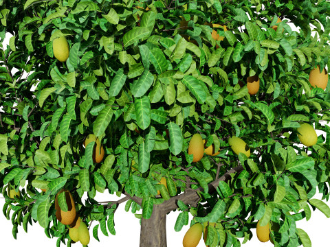 Jackfruit Tree 3D Model