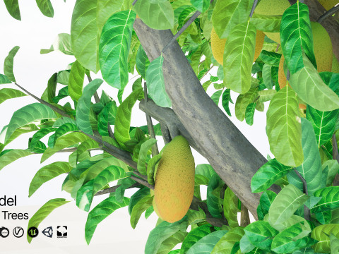 Jackfruit Tree 3D Model