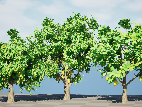 Jackfruit Tree 3D Model