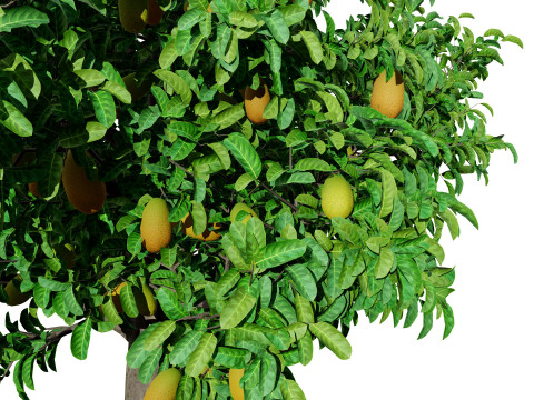 Jackfruit Tree 3D Model