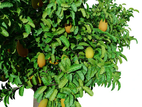 Jackfruit Ağacı 3D Model