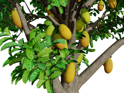 Jackfruit Tree 3D Model