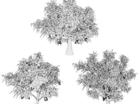 Jackfruit Tree 3D Model