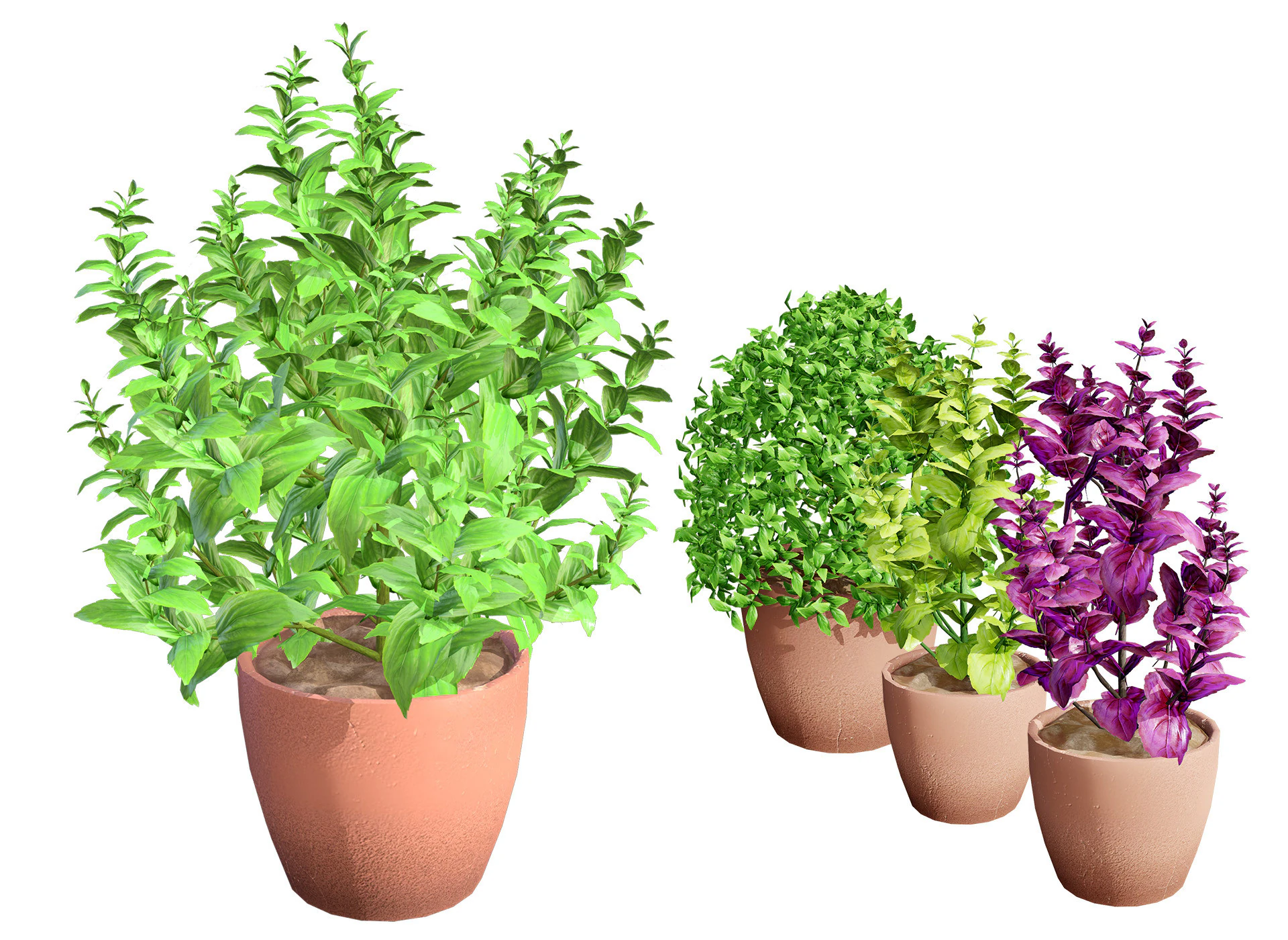 Rośliny bazylii Low-Poly z bezpłatnym samouczkiem Model 3D .c4d .max .obj .3ds .fbx .stl .blend 