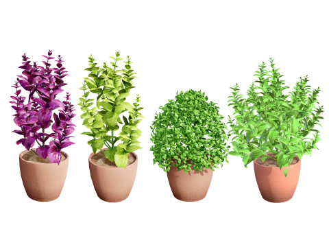 Low-Poly Basil Plants with Free Tutorial Model 3D