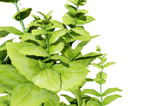 Low-Poly Basil Plants with Free Tutorial Model 3D