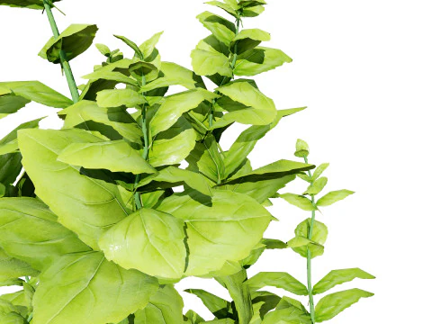 Rośliny bazylii Low-Poly z bezpłatnym samouczkiem Model 3D