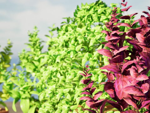Low-Poly Basil Plants with Free Tutorial Model 3D