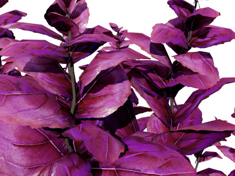 Low-Poly Basil Plants with Free Tutorial Model 3D