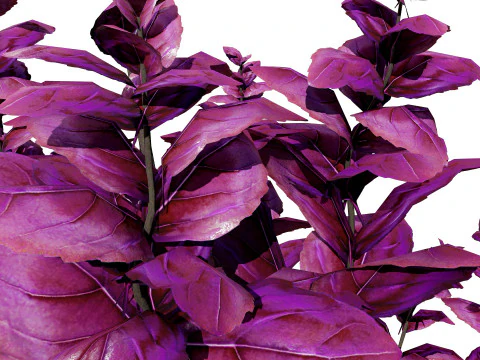 Rośliny bazylii Low-Poly z bezpłatnym samouczkiem Model 3D