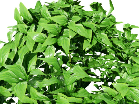 Rośliny bazylii Low-Poly z bezpłatnym samouczkiem Model 3D