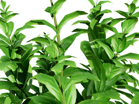 Rośliny bazylii Low-Poly z bezpłatnym samouczkiem Model 3D