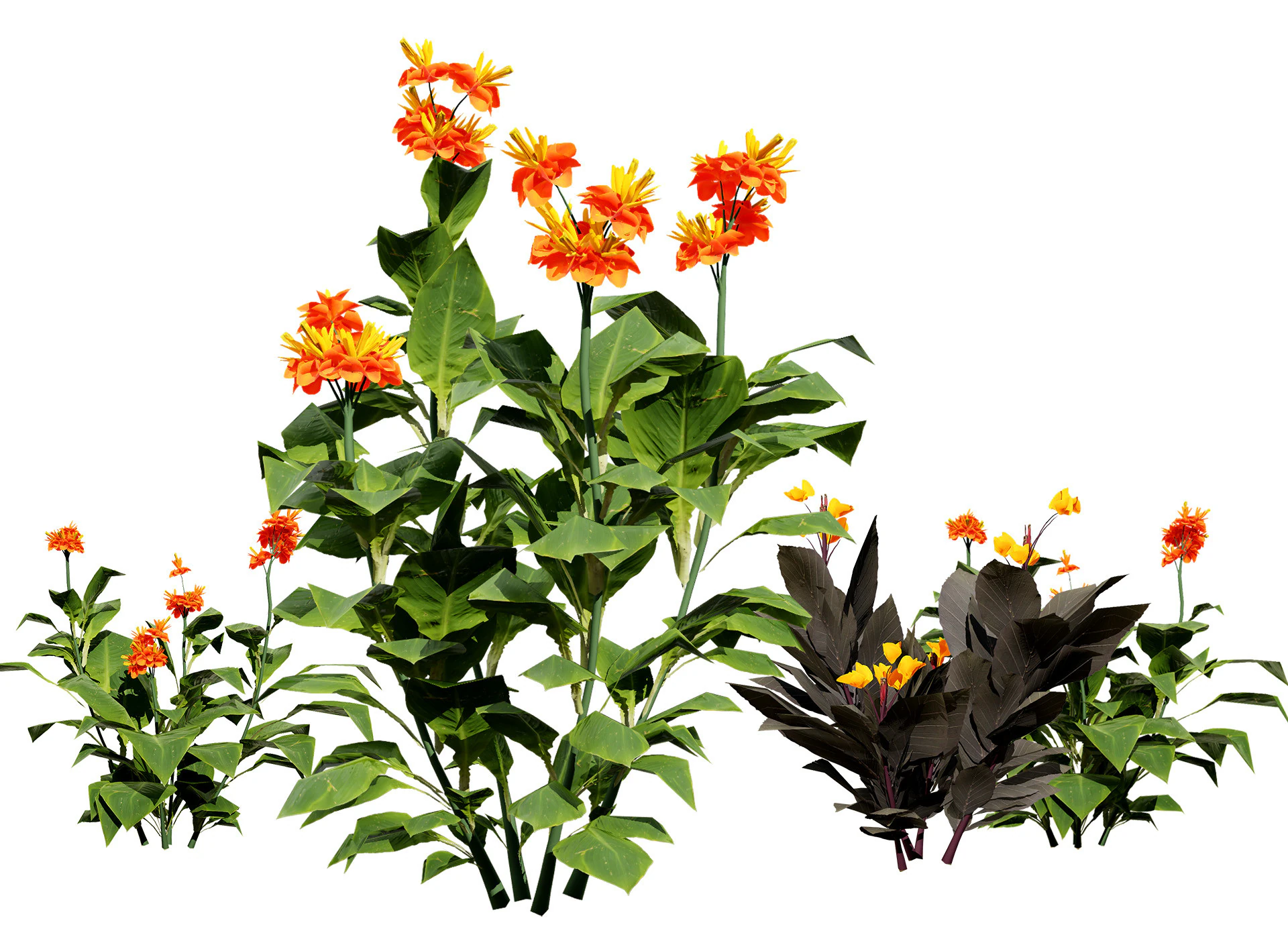 Canna Lily President 3D Model .c4d .max .obj .3ds .fbx .stl .blend 