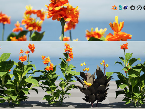 Canna Lily President 3D 모델