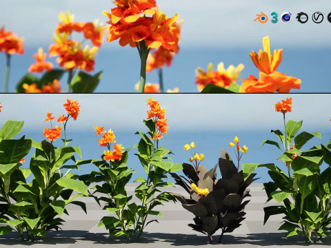 Canna Lily President 3D Model