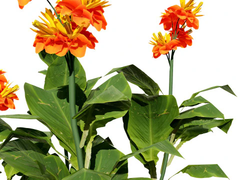 Canna Lily President 3D Model