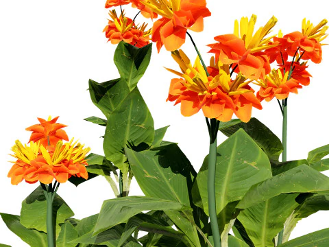 Canna Lily President 3D Model