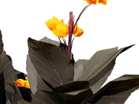 Canna Lily President 3D Model