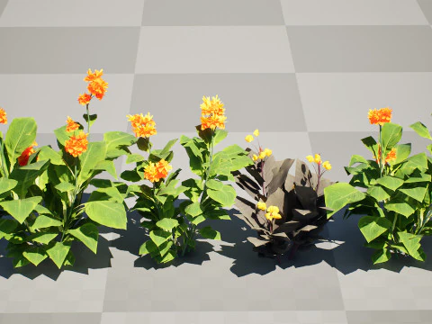 Canna Lily President 3D Model