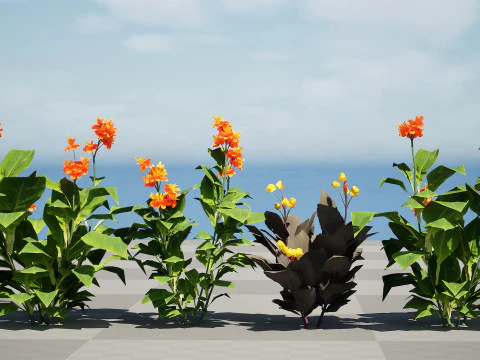Canna Lily President 3D Model
