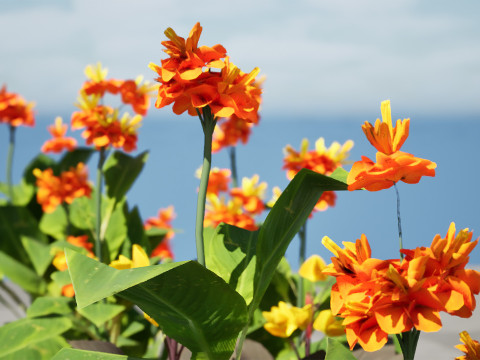 Canna Lily President 3D 모델