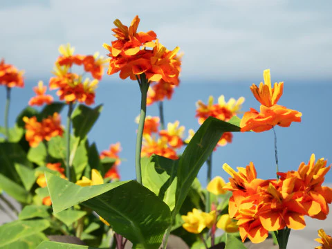 Canna Lily President 3D Model
