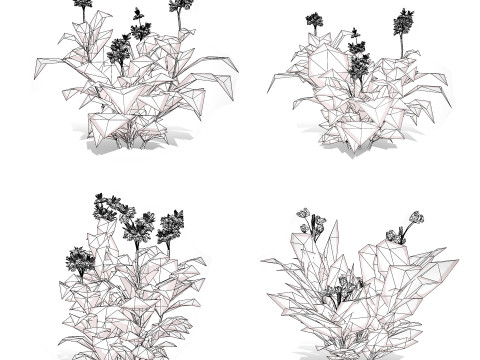 Canna Lily President 3D 모델