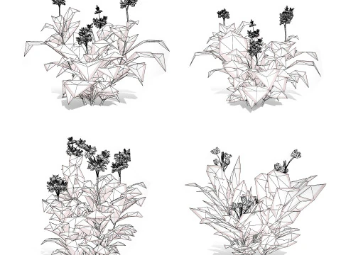 Canna Lily President 3D Model
