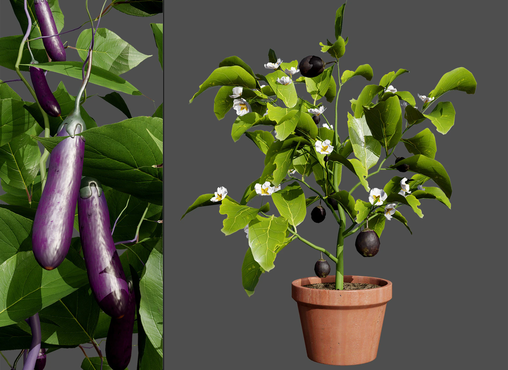 Eggplant Plant 3D Model .c4d .max .obj .3ds .fbx .stl .blend