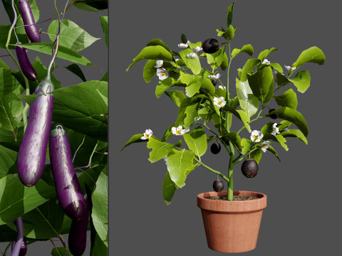 Eggplant Plant 3D Model