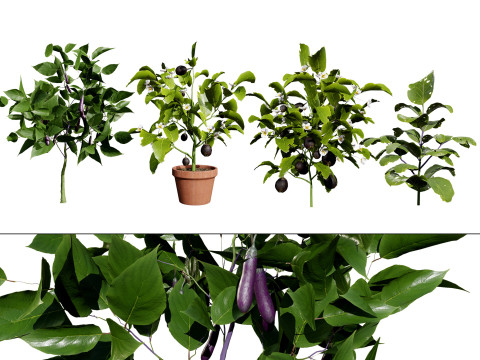 Eggplant Plant Model 3D