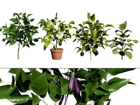 Eggplant Plant 3D Model