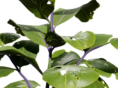 Eggplant Plant 3D Model