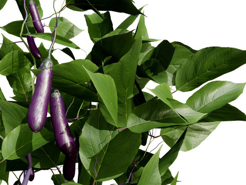 Eggplant Plant Model 3D
