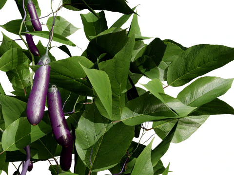 Eggplant Plant 3D Model
