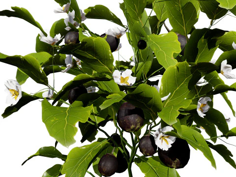 Eggplant Plant 3D Model