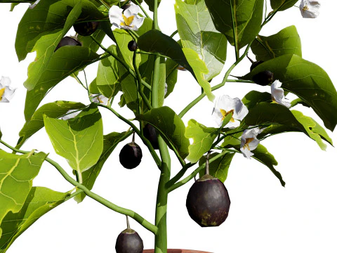 Eggplant Plant 3D Model