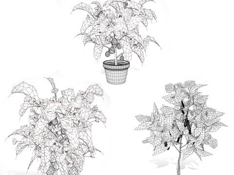 Eggplant Plant Model 3D