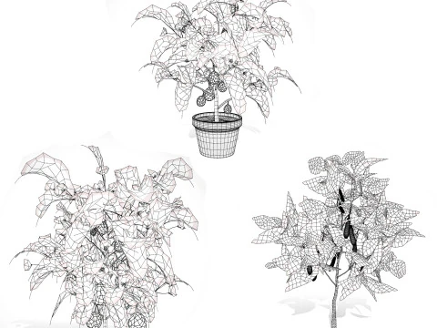Eggplant Plant 3D Model