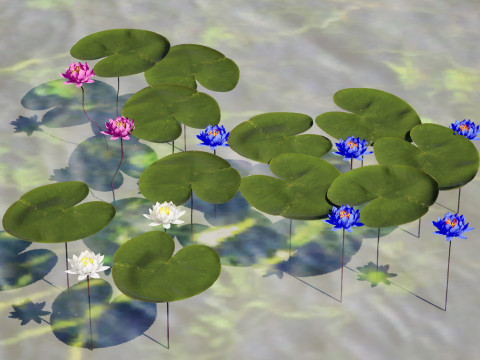 Water Lily Collection 3D 模型