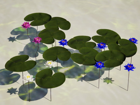 Water Lily Collection Modelo 3D