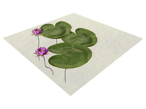 Water Lily Collection 3D Model