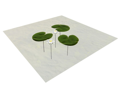 Water Lily Collection Modelo 3D