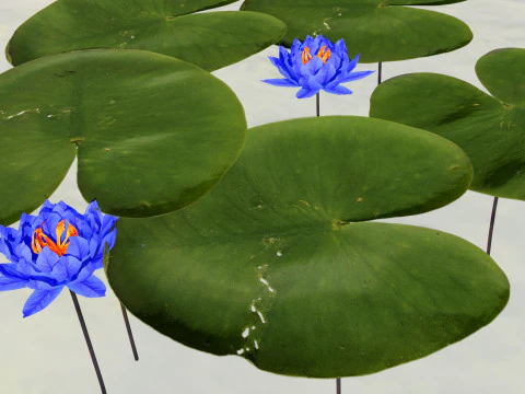 Water Lily Collection 3D Model