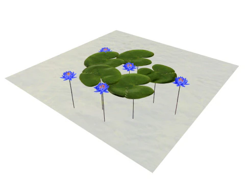Water Lily Collection 3D Model