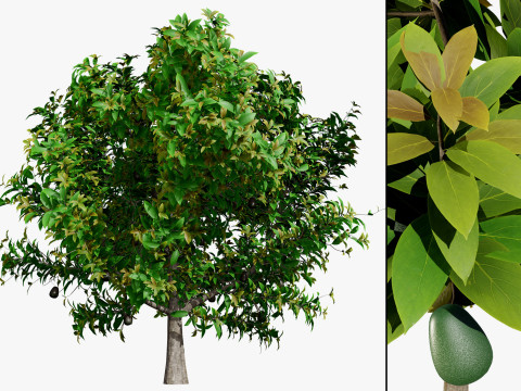 Realistic Avocado Tree Modelo 3D