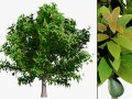 Realistic Avocado Tree Modelo 3D